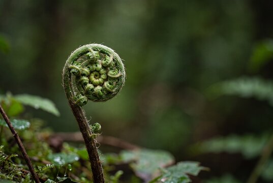 Young Fern Fiddlehead Spiral Unfurling in Forest Light
