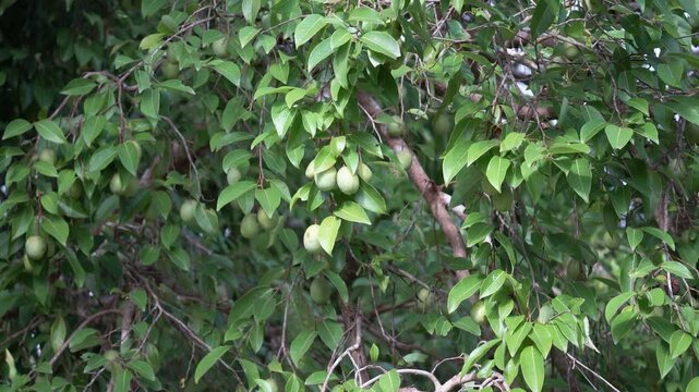 Indochinese almond unripe fruits on tree ,locally known in Thailand as Krabok. Scientific name is Irvingia malayana Oliv. ex A. Benn.