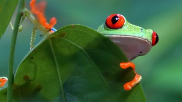 red eyed tree frog amphibian animal peek behind green foliage feel calm and serene for wildlife documentary