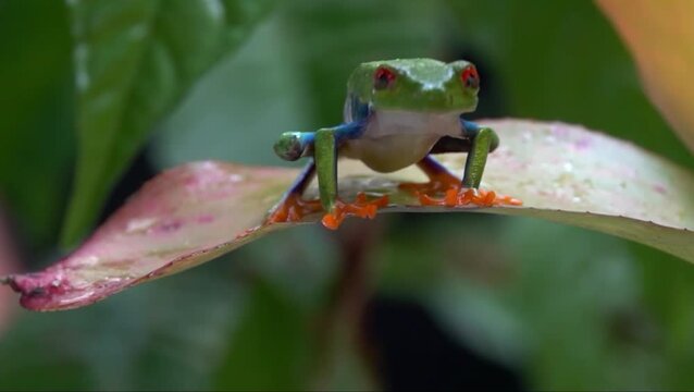 red eyed tree frog amphibian tree frog jump off wet leaf in lush rainforest for wild animal wildlife