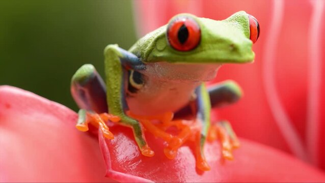 red eyed tree frog amphibian tree frog sitting on flower macro close up