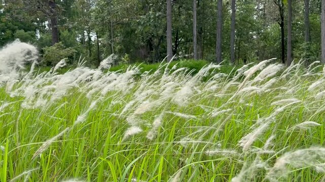 Vibrant meadow of tall green grasses and white Cogon grass seed heads.