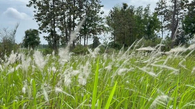 Vibrant meadow of tall green grasses and white Cogon grass seed heads.