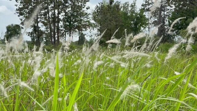 Vibrant meadow of tall green grasses and white Cogon grass seed heads.