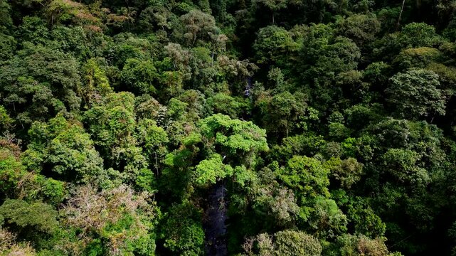Aerial View of Dense Tropical Rainforest Canopy in Ecuador with Hidden River, Green Tree Crowns and Remote Amazon Biodiversity Background