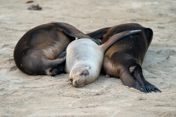 Obraz premium sea lions rest on sandy beach, Zalophus wollebaeki in Galapagos