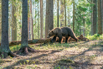 Wild brown bear (Ursus arctos) in a forest in Finland - selective focus © beataaldridge