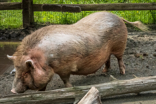 A large, shaggy pig stands in a muddy enclosure near a shallow puddle, its coarse tan and brown bristles catching the light as it sniffs the ground beside a weathered wooden barrier.