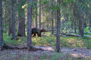 Wild brown bear (Ursus arctos) in a forest in Finland - selective focus © beataaldridge
