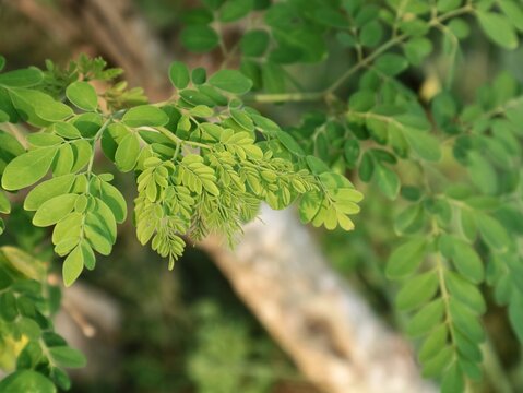 Close up view of fresh green moringa oleifera leaves growing outdoors on a sunny day. A healthy superfood plant known for nutritional benefits, herbal medicine, and organic gardening
