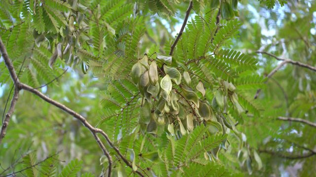 Unripe fruits of Copper pod tree on branch. Scientific name is Peltophorum pterocarpum (DC.) Backer ex K.Heyne.