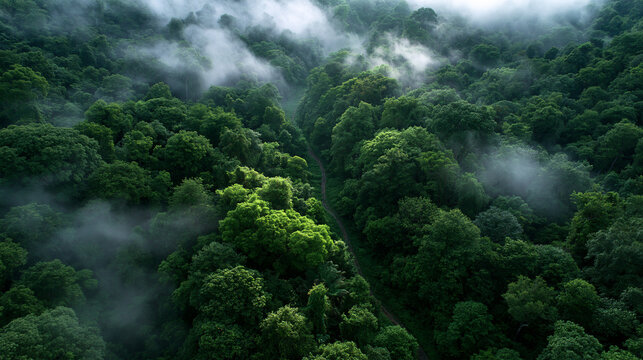 Aerial View of Misty Green Forest Canopy