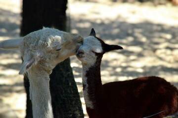 Naklejka premium Mama Alpaca Kissing Her Baby in a Sunny Outdoor Farm Setting