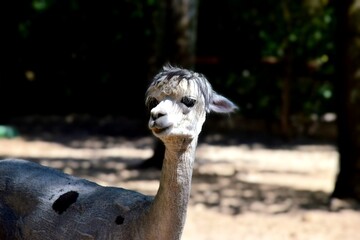 Naklejka premium Close-up Portrait of a Curious Alpaca Looking to the Left