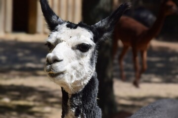 Naklejka premium Portrait of a Black and White Alpaca Looking Directly at the Camera