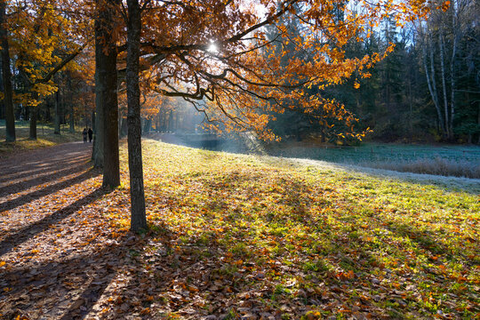 Bright sunlight illuminates fallen orange leaves on the grassy ground of a cold park in October while people walk near a pond under tall oak trees