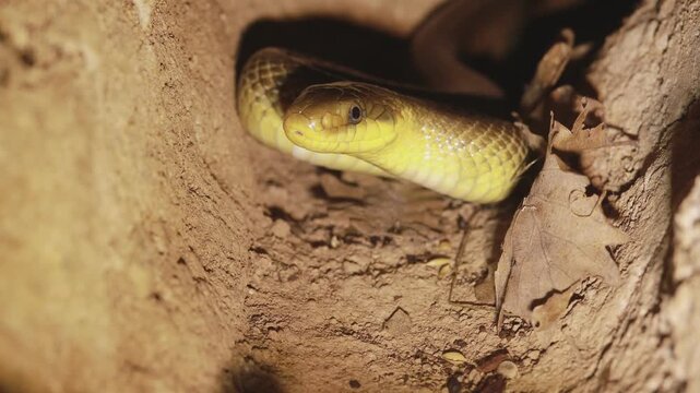 Intense gaze of an Aesculapian snake (Zamenis longissimus) tongue-flicking inside a hidden wood mouse den
