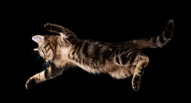 An agile tabby cat mid-leap, paws outstretched and tail striped, airborne