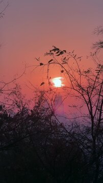 Tree branch sways in wind against glowing sunset. Swaying branch crosses bright orange sun, while swaying branch and dark trees create peaceful evening nature atmosphere.
