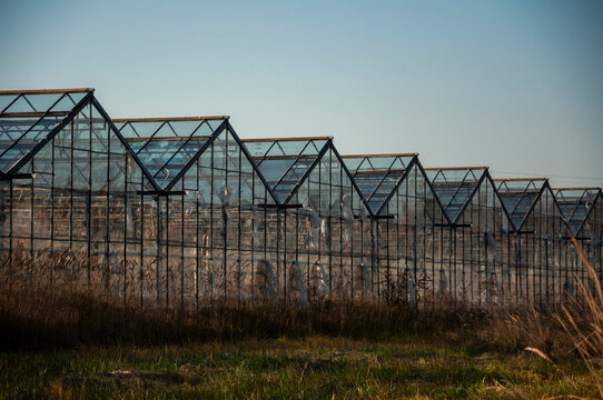 Abandoned old industrial glass greenhouse with dry dead plants and withered crops