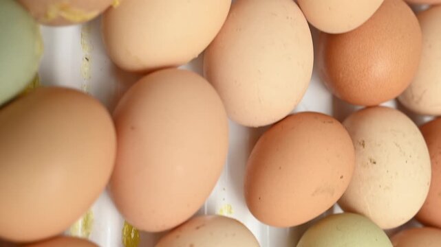 Assorted Raw Chicken Eggs and Salmonella Food Safety Risk