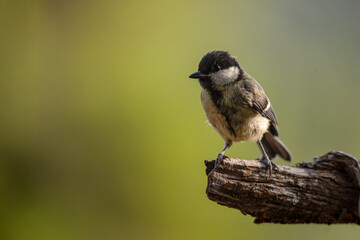 Coal Tit Perched on a Dry Branch with Green Background © Agustin