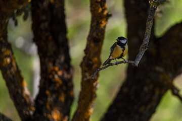 Great Tit Perched on a Branch in Mediterranean Woodland © Agustin