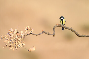 Great Tit Perched on a Dry Branch with Soft Natural Background © Agustin