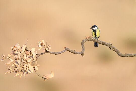 Great Tit Perched on a Dry Branch with Soft Natural Background