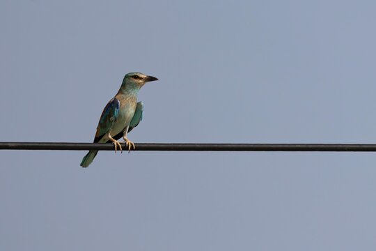 European Roller Perched on a Wire Against Clear Sky