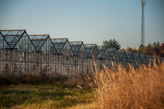 Abandoned old industrial glass greenhouse with dry dead plants and withered crops