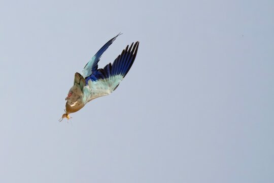 European Roller Flying with an Insect in Its Beak