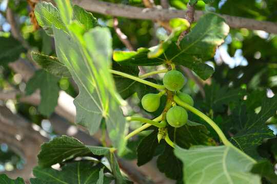 Fig trees with figs, Rhodes Island.