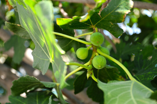 Fig trees with figs, Rhodes Island.