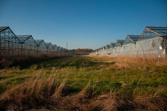 Abandoned old industrial glass greenhouse with dry dead plants and withered crops