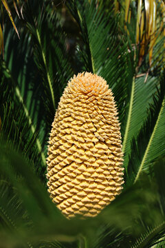 Flowering cycad.