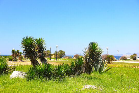 Yuccas
