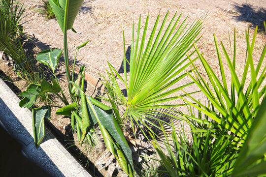 Washingtonia robusta palm.