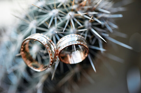Wedding rings on cactus spines create striking contrast of romance and danger. Close-up macro shot highlights gold bands, diamonds, texture and symbolism of commitment, resilience and contrast