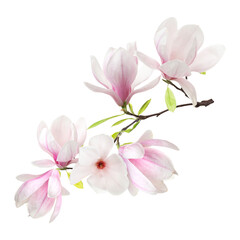 Obraz premium Magnolia plant branch with beautiful flowers on transparent background