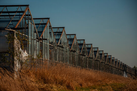 Abandoned old industrial glass greenhouse with dry dead plants and withered crops