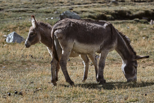 pack donkeys rests and grazes in warm evening light along the Huayhuash trek, their sturdy frames silhouetted against golden hillside grass in Peru's remote Cordillera Huayhuash. 