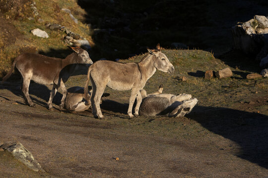 pack donkeys rests and grazes in warm evening light along the Huayhuash trek, their sturdy frames silhouetted against golden hillside grass in Peru's remote Cordillera Huayhuash. 