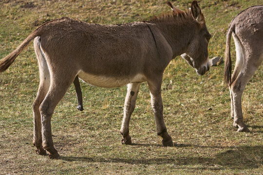 pack donkeys rests and grazes in warm evening light along the Huayhuash trek, their sturdy frames silhouetted against golden hillside grass in Peru's remote Cordillera Huayhuash. 
