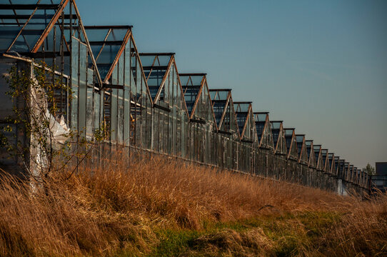 Abandoned old industrial glass greenhouse with dry dead plants and withered crops