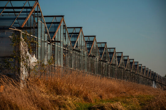 Abandoned old industrial glass greenhouse with dry dead plants and withered crops