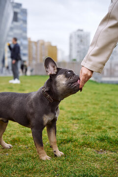 A curious French bulldog sniffs a hand in a sunny city park, while an urban skyline and modern buildings rise in the background. A calm, heartwarming moment between pet and person.