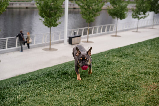 A curious French Bulldog dashes across green grass, gripping a red ball, with a riverside promenade and pedestrians in the background. Energetic, playful scene suitable for lifestyle and pet themes.