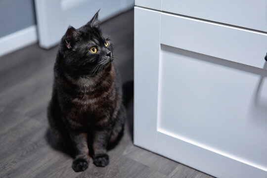 A black cat with bright yellow eyes sits on a hardwood kitchen floor beside a white cabinet, looking alert and curious. Soft indoor lighting highlights its glossy fur and attentive expression.