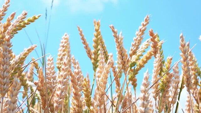Close-up of ripe golden wheat ears growing in a field under a clear blue sky. Agricultural background symbolizing harvest, farming, food production, sustainability, and rural landscapes. Copy space.